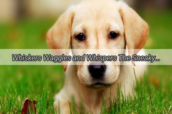 Whiskers Waggles and Whispers The Sneaky Ways Our Pups Seek Our Adoring Arms